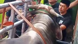 Tornado, Sapi Qurban Berbobot Lebih dari 1,2 Ton Milik Irfan Hakim Jadi Perhatian Warga di Masjid Al Jihad Bandung