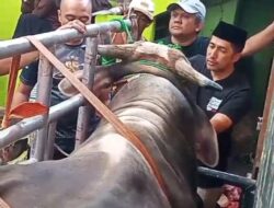 Tornado, Sapi Qurban Berbobot Lebih dari 1,2 Ton Milik Irfan Hakim Jadi Perhatian Warga di Masjid Al Jihad Bandung
